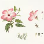 Hibiscus rosa sinensis illustration Eden Florilegium Society